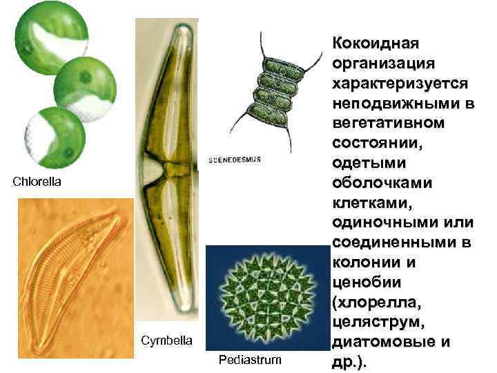 Chlorella Cymbella Pediastrum Кокоидная организация характеризуется неподвижными в вегетативном состоянии, одетыми оболочками клетками, одиночными