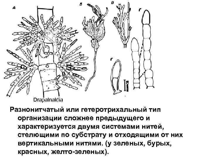 Drapalnaldia Разнонитчатый или гетеротрихальный тип организации сложнее предыдущего и характеризуется двумя системами нитей, стелющими