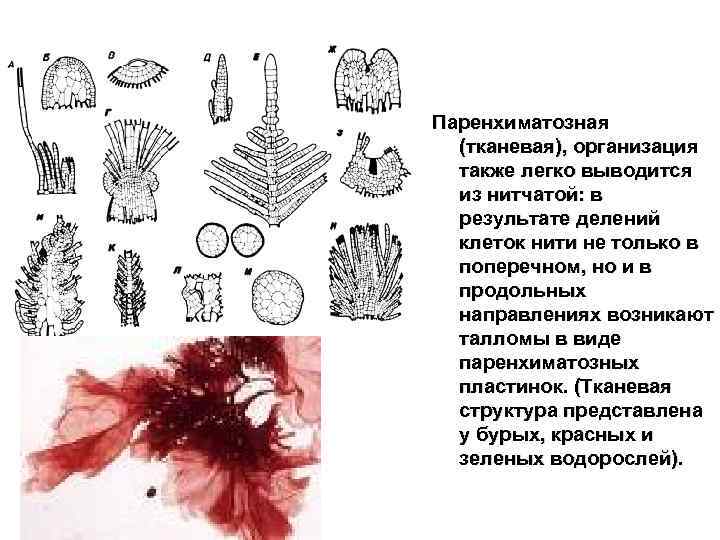 Паренхиматозная (тканевая), организация также легко выводится из нитчатой: в результате делений клеток нити не