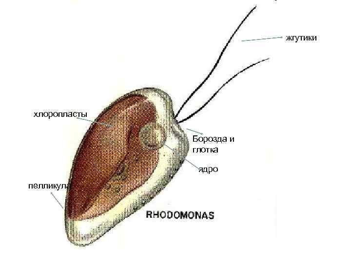 жгутики хлоропласты Борозда и глотка ядро пелликула 