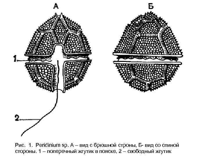 Рис. 1. Peridinium sp. А – вид с брюшной строны, Б- вид со спиной