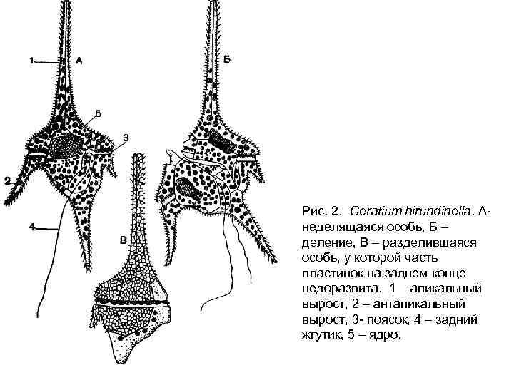 Рис. 2. Ceratium hirundinella. Анеделящаяся особь, Б – деление, В – разделившаяся особь, у