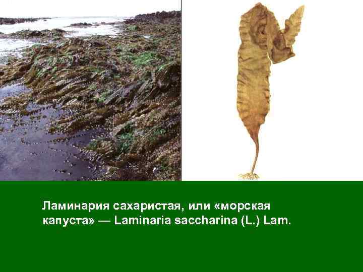 Ламинария сахаристая, или «морская капуста» — Laminaria saccharina (L. ) Lam. 