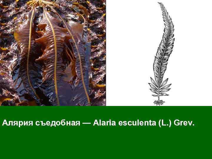 Алярия съедобная — Alaria esculenta (L. ) Grev. 