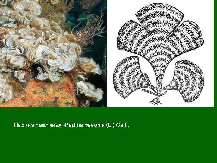 Padina pavonia Падина павлинья -Padina pavonia (L. ) Gaill. 
