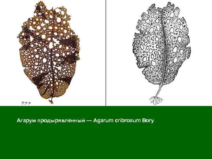  Агарум продырявленный — Agarum cribrosum Bory 
