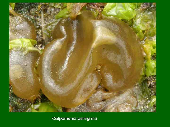 Colpomenia peregrina 