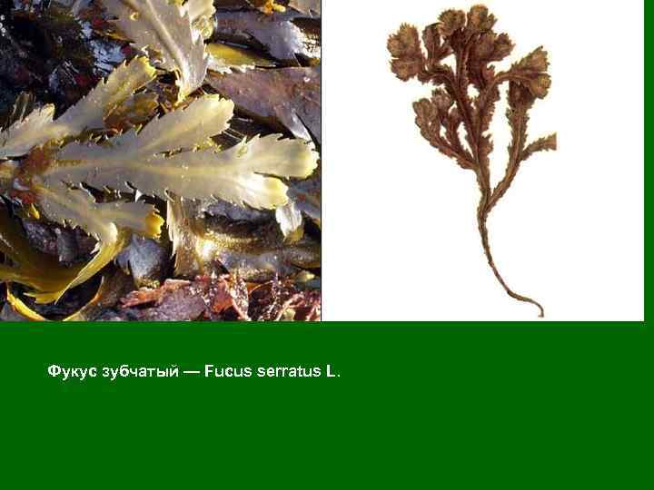 Фукус зубчатый — Fucus serratus L. 