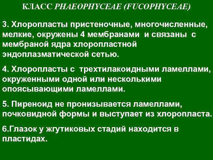КЛАСС PHAEOPHYCEAE (FUCOPHYCEAE) 3. Хлоропласты пристеночные, многочисленные, мелкие, окружены 4 мембранами и связаны с