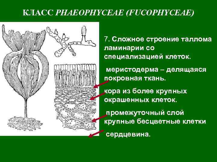 Бурые водоросли особенности строения