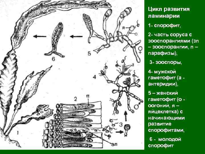 Жизненные стадии водорослей. Цикл размножения ламинарии схема. Строение таллома ламинарии. Строение таллома бурых водорослей. Размножение бурых водорослей схема.