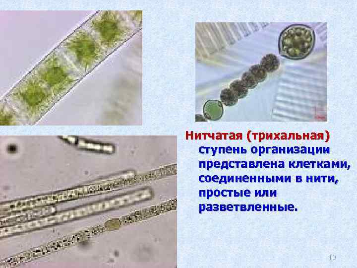 Нитчатая (трихальная) ступень организации представлена клетками, соединенными в нити, простые или разветвленные. 10 
