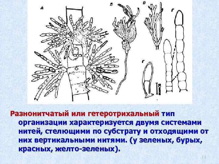 Организация водорослей. Разнонитчатая структура водорослей. Нитчатый Тип дифференциации таллома. Гетеротрихальный таллом бурых водорослей. Типы организации таллома водорослей.