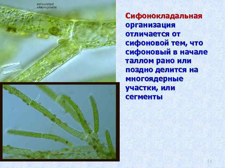 Многоклеточное слоевище. Сифоновый таллом. Сифоновые водоросли таллом. Одноклеточные нитчатые водоросли. Сифонокладальный Тип таллома.