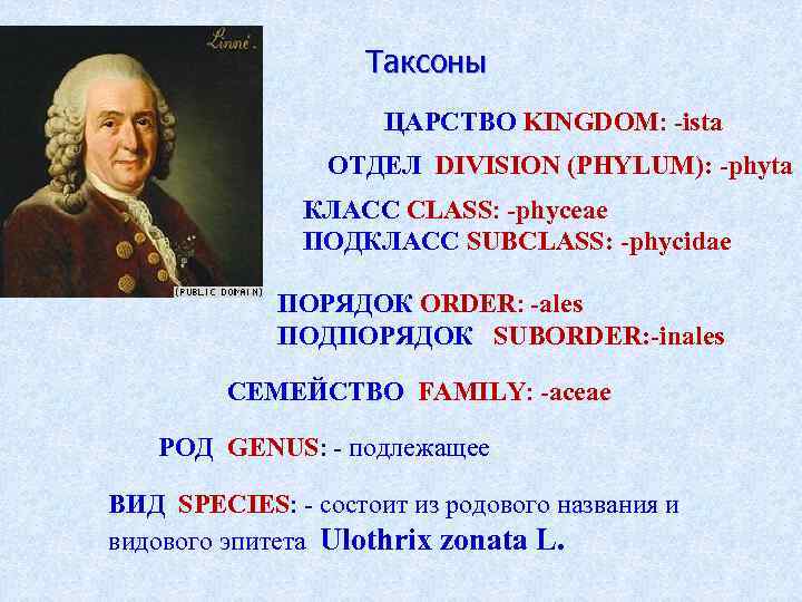 Таксоны ЦАРСТВО KINGDOM: -ista ОТДЕЛ DIVISION (PHYLUM): -phyta КЛАСС CLASS: -phyceae ПОДКЛАСС SUBCLASS: -phycidae