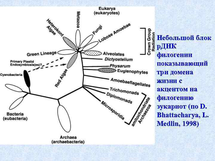 Небольшой блок р. ДНК филогении показывающий три домена жизни с акцентом на филогению эукариот