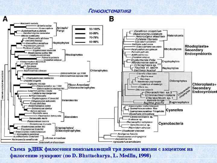 Геносистематика Схема р. ДНК филогении показывающий три домена жизни с акцентом на филогению эукариот