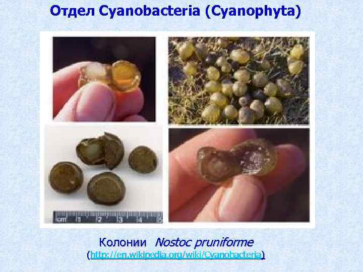 Отдел Cyanobacteria (Cyanophyta) Колонии Nostoc pruniforme (http: //en. wikipedia. org/wiki/Cyanobacteria) 