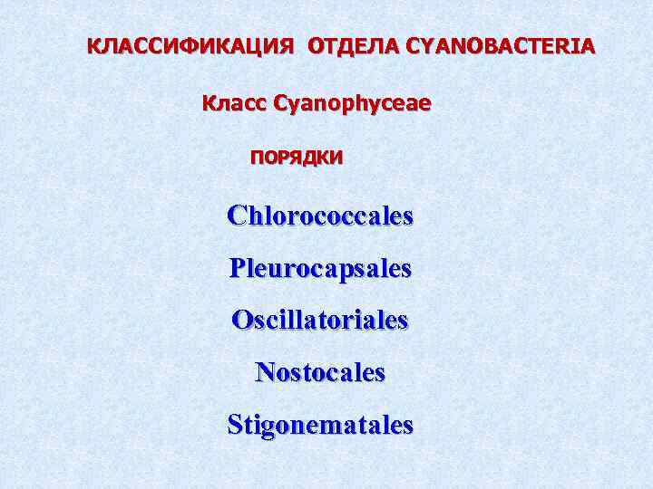 КЛАССИФИКАЦИЯ ОТДЕЛА CYANOBACTERIA Класс Cyanophyceae ПОРЯДКИ Chlorococcales Pleurocapsales Oscillatoriales Nostocales Stigonematales 