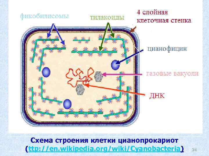 Схема строения клетки цианопрокариот (ttp: //en. wikipedia. org/wiki/Cyanobacteria) 24 