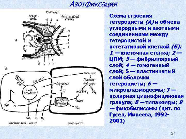 Азотфиксация Схема строения гетероцисты (А) и обмена углеродными и азотными соединениями между гетероцистой и