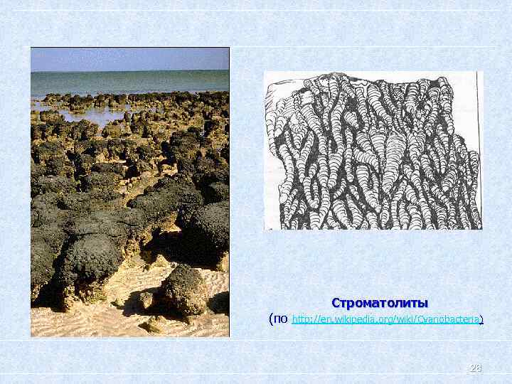 (по Строматолиты http: //en. wikipedia. org/wiki/Cyanobacteria) 28 