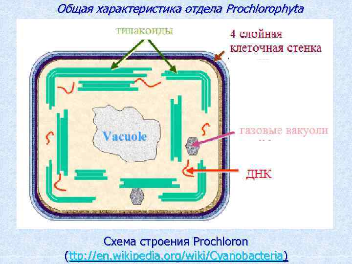 Общая характеристика отдела Prochlorophyta Схема строения Prochloron (ttp: //en. wikipedia. org/wiki/Cyanobacteria) 