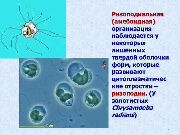 Ризоподиальная (амебоидная) организация наблюдается у некоторых лишенных твердой оболочки форм, которые развивают цитоплазматичес кие