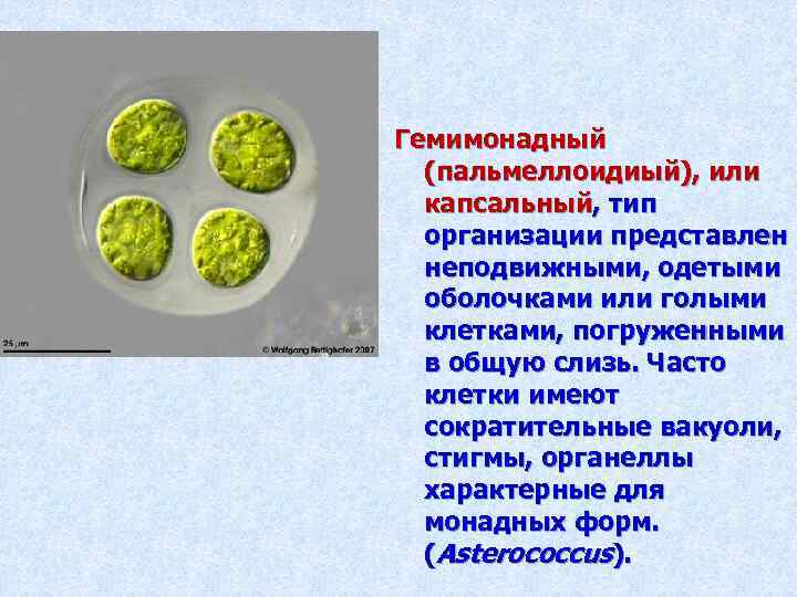 Гемимонадный (пальмеллоидиый), или капсальный, тип организации представлен неподвижными, одетыми оболочками или голыми клетками, погруженными