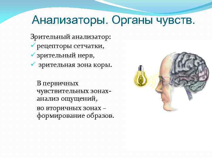 Анализаторы. Органы чувств. Зрительный анализатор: ü рецепторы сетчатки, ü зрительный нерв, ü зрительная зона