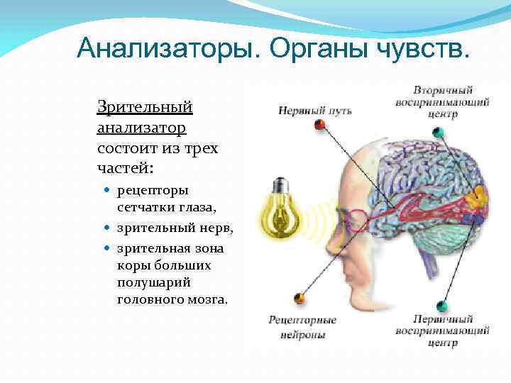 Анализаторы. Органы чувств. Зрительный анализатор состоит из трех частей: рецепторы сетчатки глаза, зрительный нерв,