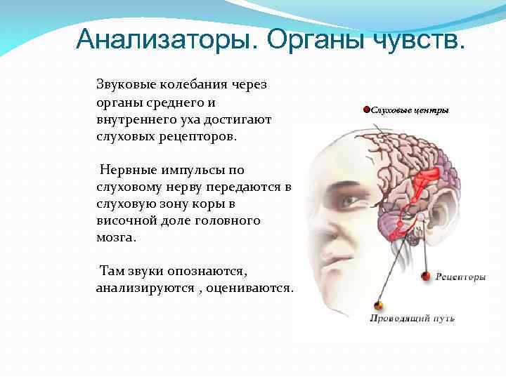 Органы чувств анализаторы тест