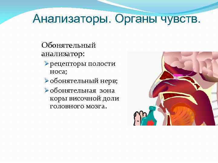 Анализаторы. Органы чувств. Обонятельный анализатор: Ø рецепторы полости носа; Ø обонятельный нерв; Ø обонятельная