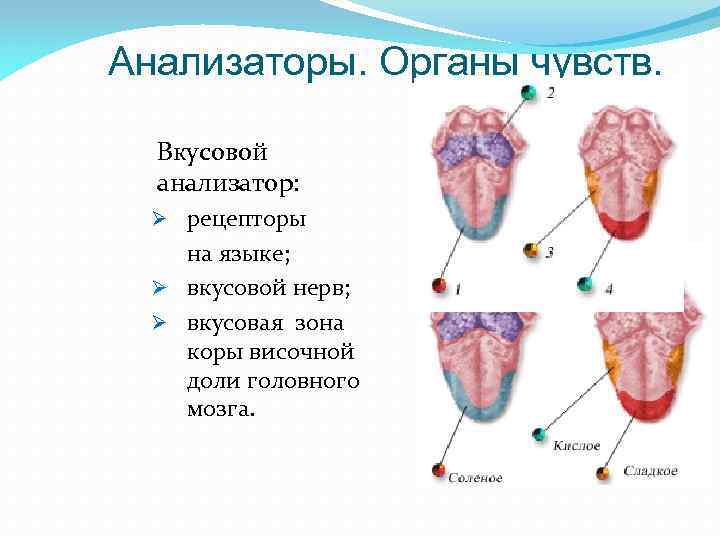 Анализаторы. Органы чувств. Вкусовой анализатор: Ø рецепторы на языке; Ø вкусовой нерв; Ø вкусовая