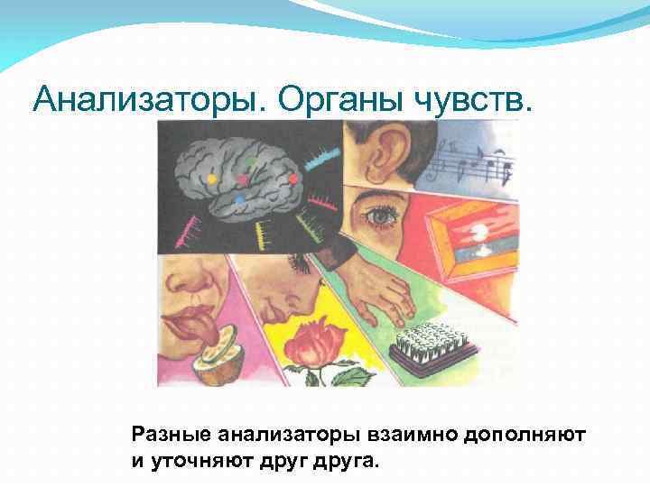 Анализаторы. Органы чувств. Разные анализаторы взаимно дополняют и уточняют друга. 