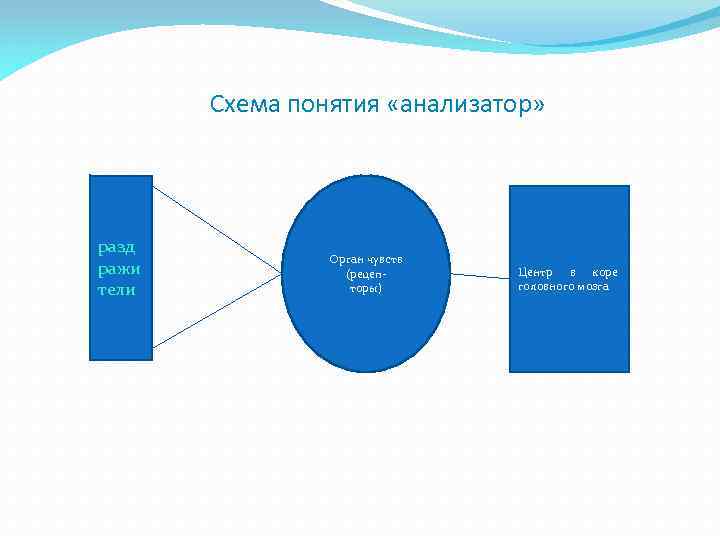 Схема понятия «анализатор» разд ражи тели Орган чувств (рецепторы) Центр в коре головного мозга