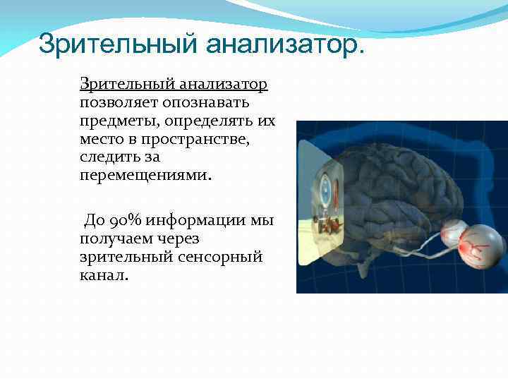 Зрительный анализатор позволяет опознавать предметы, определять их место в пространстве, следить за перемещениями. До