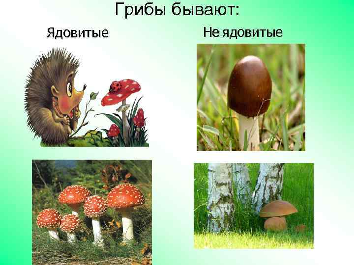 Грибы бывают: Ядовитые Не ядовитые 