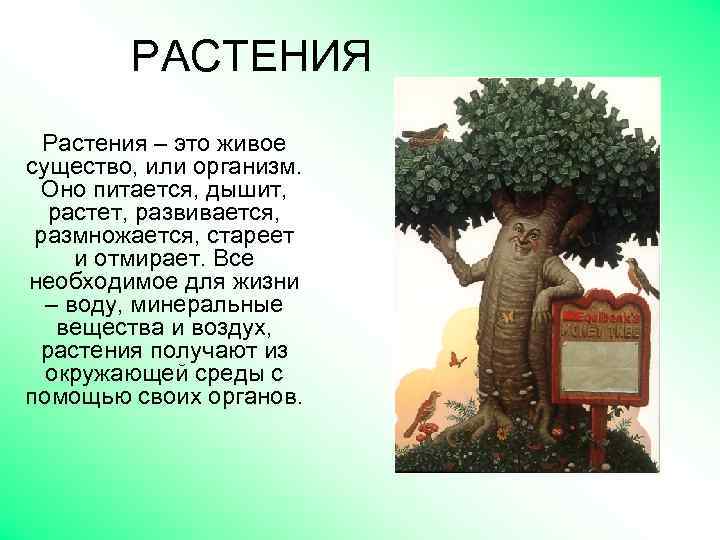 РАСТЕНИЯ Растения – это живое существо, или организм. Оно питается, дышит, растет, развивается, размножается,