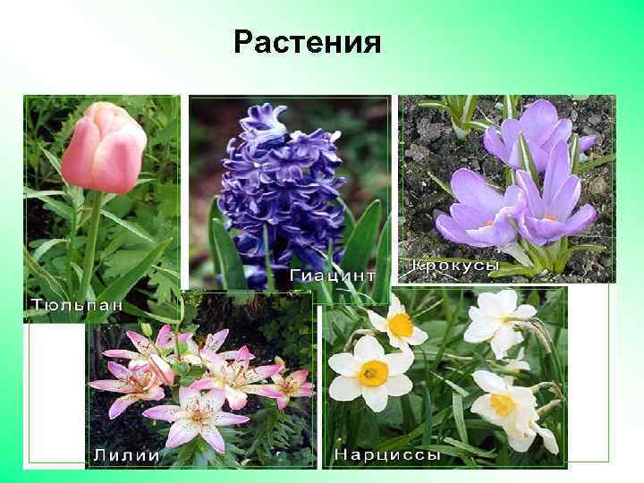 Растения 