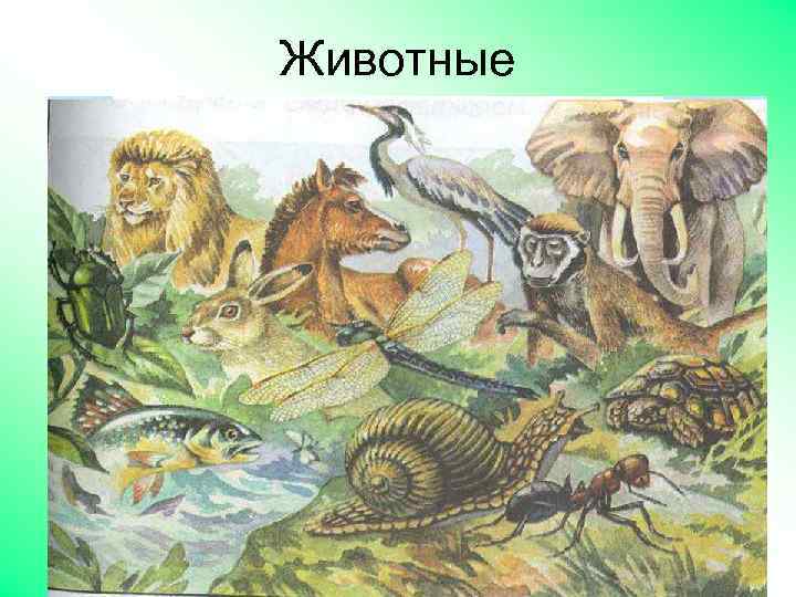 Животные 