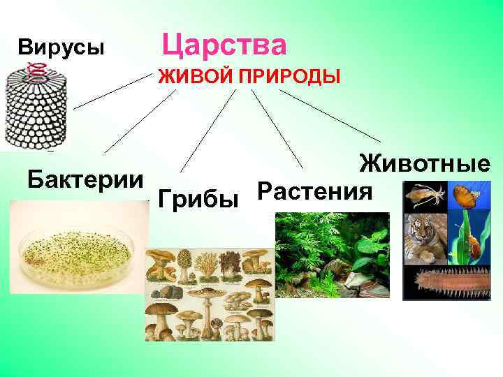 Вирусы Царства ЖИВОЙ ПРИРОДЫ Животные Бактерии Грибы Растения 