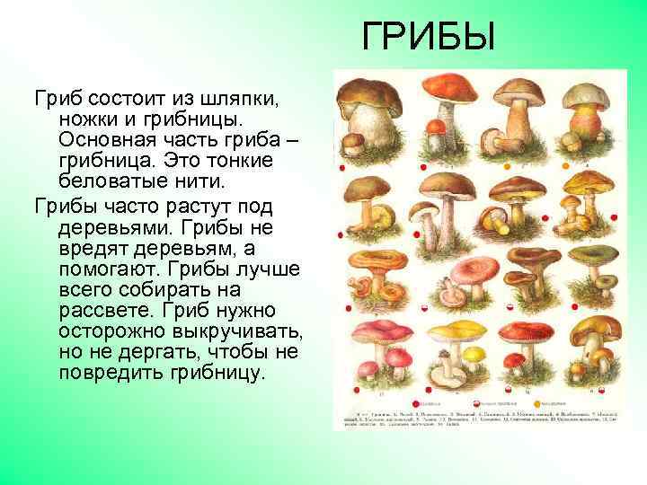 ГРИБЫ Гриб состоит из шляпки, ножки и грибницы. Основная часть гриба – грибница. Это