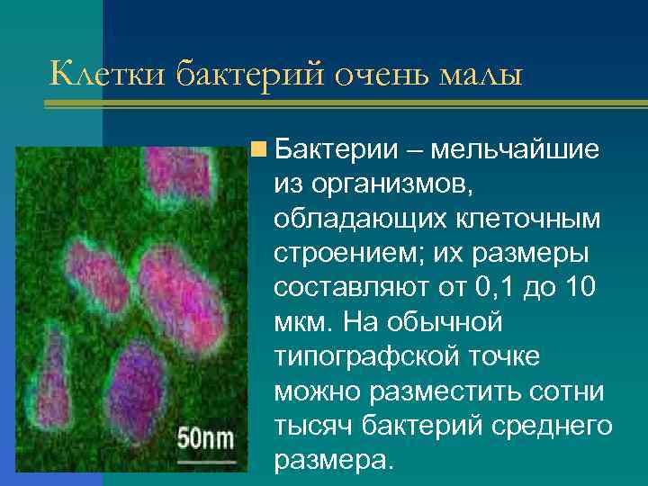 Клетки бактерий очень малы n Бактерии – мельчайшие из организмов, обладающих клеточным строением; их