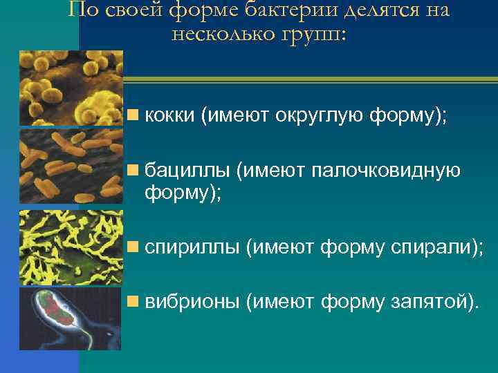 По своей форме бактерии делятся на несколько групп: n кокки (имеют округлую форму); n