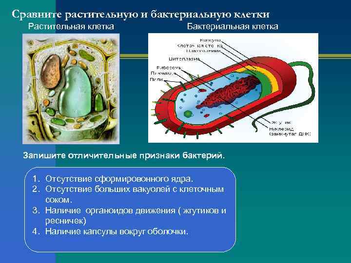 Сравните растительную и бактериальную клетки Растительная клетка Бактериальная клетка Запишите отличительные признаки бактерий. 1.