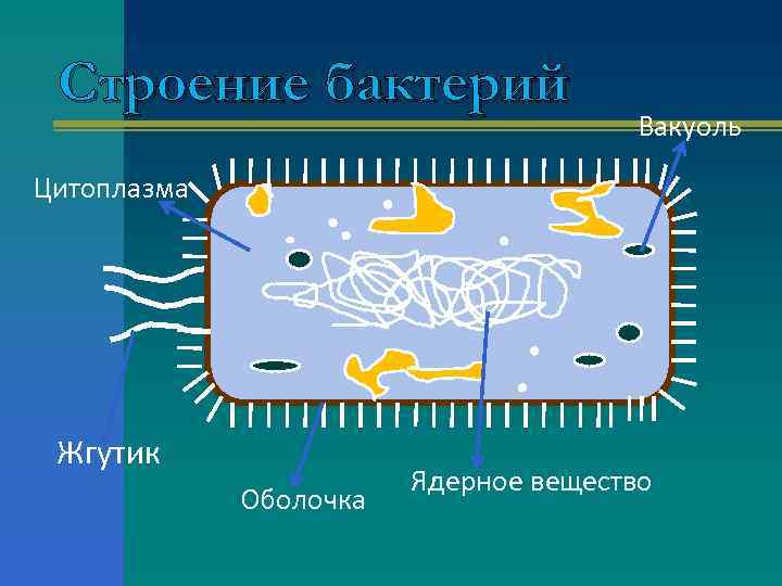 Строение бактерий Вакуоль Цитоплазма Жгутик Оболочка Ядерное вещество 