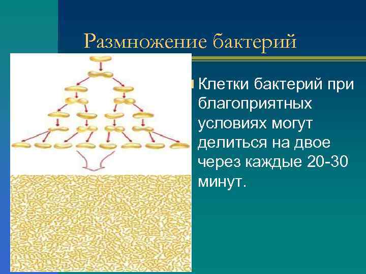 Размножение бактерий n Клетки бактерий при благоприятных условиях могут делиться на двое через каждые