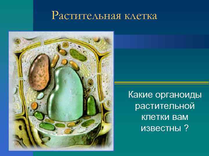 Растительная клетка Какие органоиды растительной клетки вам известны ? 