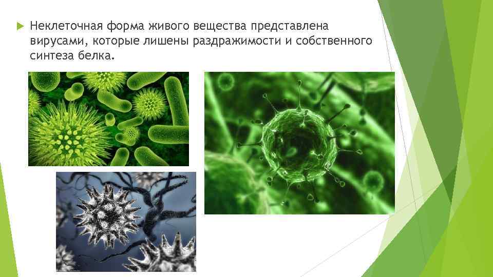  Неклеточная форма живого вещества представлена вирусами, которые лишены раздражимости и собственного синтеза белка.